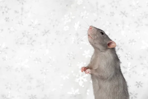 매력적 인 애완 동물. 장식적 인 쥐 덤보는 뒷다리 위에 서 있다. 2020 년 실험 대상이 되었습니다. 흰색 흐릿 한 배경 — 스톡 사진