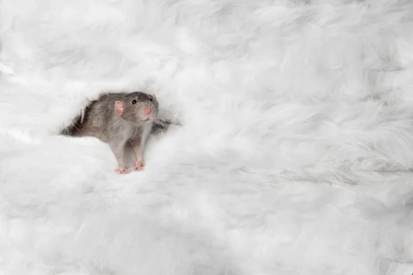 New 2020 year. Decorative rat Dumbo crawls out of white fur. Year of the rat. Charming pet. — Stock Photo, Image
