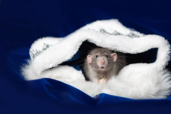 Encantadora mascota. Rata decorativa Dumbo en una casa de piel blanca sobre un fondo azul. 2020 año de la rata . —  Fotos de Stock