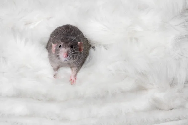 Affascinante animale. Dumbo ratto decorativo striscia fuori di pelliccia bianca. Anno del topo. Nuovo anno 2020 . — Foto Stock