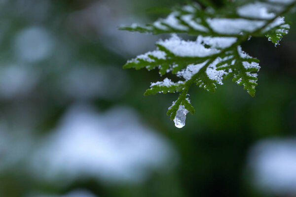 Осенний день. Ветки Thuja в снегу. Первый снег. Размытое прошлое. Смена времен года. Ранняя зима
