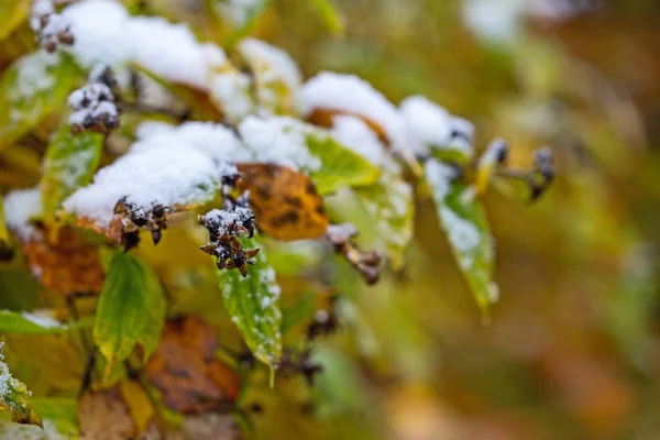 Větve keře se žlutými listy ve sněhu. První sníh. Rozmazané bílo-žluté pozadí. Časná zima. — Stock fotografie