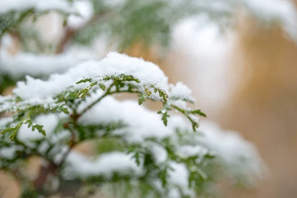 Podzimní den. Thuja se větví ve sněhu. První sníh. Rozmazané žluté pozadí. Změna ročních období. — Stock fotografie