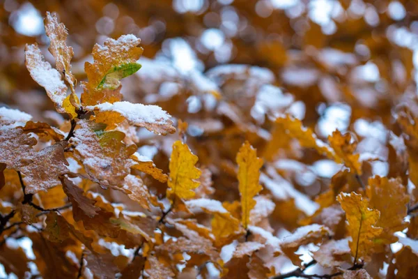 Žluté duby ve sněhu. První sníh. Rozmazané pozadí s bokeh. Časná zima. — Stock fotografie