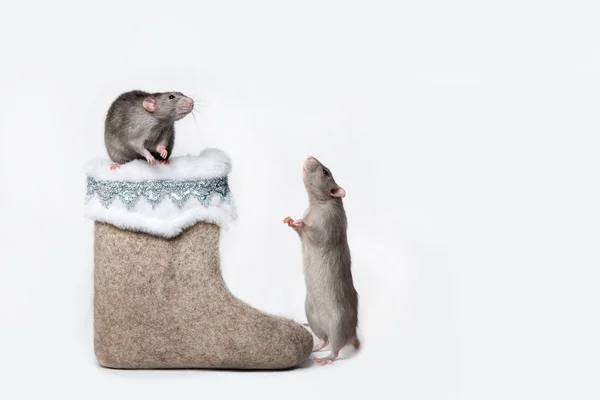 Encantadora mascota. Rata decorativa Dumbo está sentado en una bota de fieltro. 2020 año de la rata. Copiar espacio. Fondo aislado blanco . —  Fotos de Stock