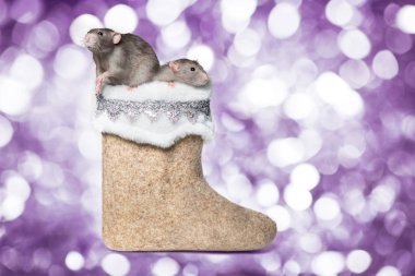 İki dekoratif sıçan Dumbo keçeli botun üzerinde oturuyor. Farenin 2020 yılı. Sevimli hayvanlar. Bokeh ile bulanık mor arkaplan. Yeni yıl kartı. Boşluğu kopyala. 