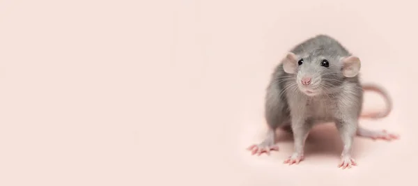 Decorative dumbo rat on a pink background. Charming pet. Banner. Copy space. 2020 - Year of the rat. — Stock Photo, Image