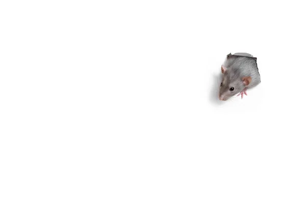 Lovely pet. A cute funny rat dambo looks out of a heart-shaped shaped hole in white paper. The rat is a symbol of the 2020 foot. — Stock Photo, Image