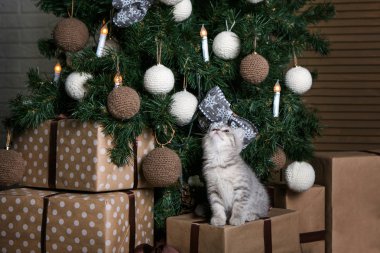 Şirin kedi yavrusu Noel ağacının altında hediyelerin üzerinde oturuyor. Sevimli evcil hayvan. Yeni yıl kartı. Noel oyuncakları ve mumlar.
