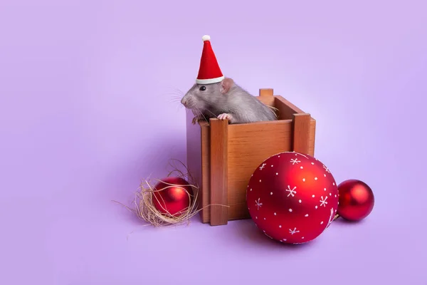 Encantadora mascota. Rata decorativa dumbo en un sombrero de Santa en una caja de madera sobre un fondo lila. Juguetes de Año Nuevo. Año de la rata. Año nuevo chino . —  Fotos de Stock