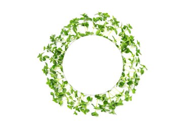 Beyaz izole bir arka planda kekik çerçevesi. Uzayı kopyala, düz yat. Baharat, yeşiller.