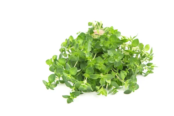 Bunch Thyme White Isolated Background Copy Space Seasoning Greens — Stock Photo, Image