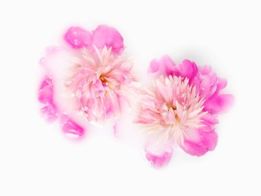 Küvette sütle pembe şakayıklar. Kavramsal fotoğrafçılık: saflık, şefkat. Tebrik kartı. Uzayı kopyala, düz yat.