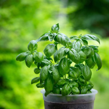 Fesleğen, yeşil bulanık bir arka planda, tencerede. Baharatlar. Yaz güneşli bir gün.