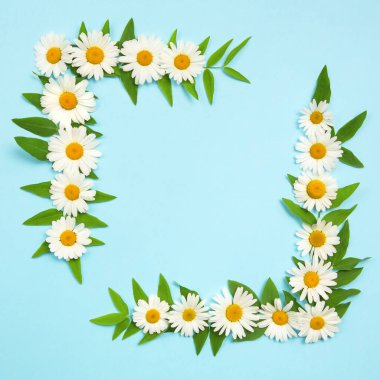 Kare şeklinde papatyalar. Mavi arkaplanda amomiller. 