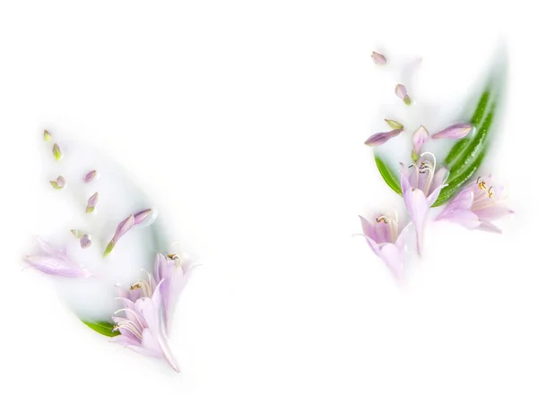 Hosta Bloemen Bladeren Een Melkbad Conceptuele Fotografie Zuiverheid Tederheid Lichaamsverzorging — Stockfoto