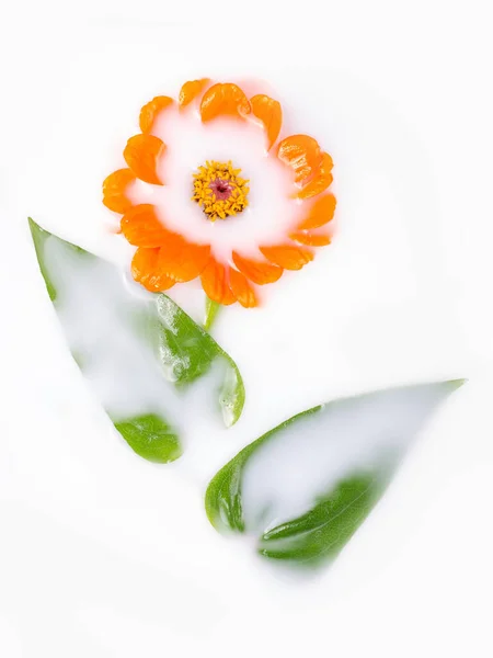 Orange Marigold Milk Bath Conceptual Photography Purity Tenderness Copy Space — Stock Photo, Image