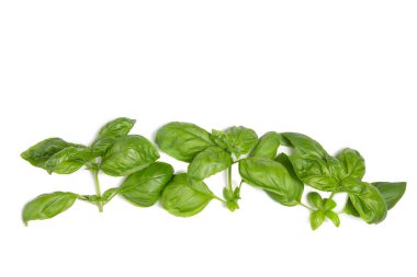 Beyaz izole bir arka planda fesleğen yaprakları. Uzayı kopyala Taze bitkiler, baharatlar. Düz yatıyordu.