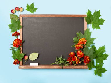 Mavi arka planda akçaağaç yapraklarıyla çerçevelenmiş tebeşir tahtası. Öğretmeni tebrik ederim. Öğretmenler günü. Kadife çiçekleri, tebeşir ve yaban elmaları sınıf tahtasının üzerinde. Boşluğu kopyala, düzleştir, düzenle.