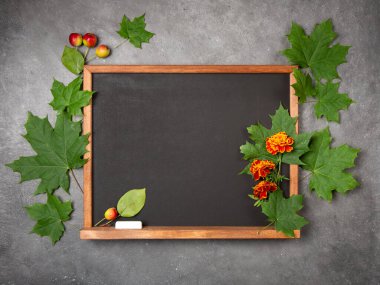 Gri arkaplanda akçaağaç yapraklarıyla çerçevelenmiş bir tebeşir tahtası. Öğretmeni tebrik ederim. Öğretmenler günü. Kadife çiçekleri, tebeşir ve yaban elmaları sınıf tahtasının üzerinde. Boşluğu kopyala, düzleştir, düzenle.