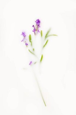 Süt banyosunda lavanta. Tebrik kartı. Kavramsal fotoğrafçılık: saflık, şefkat. Uzayı kopyala, düz yat.