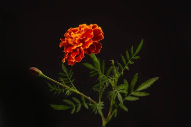 Marigold çiçeği ve siyah izole arkaplanda yapraklar. Arka ışık. Boşluğu kopyala.