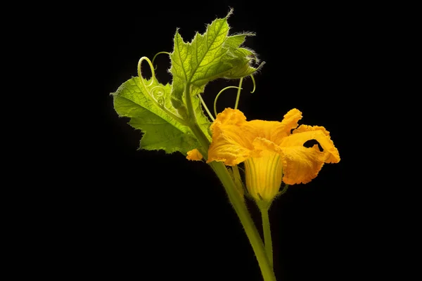 南瓜的花朵和叶子在黑色孤立的背景上 农产品 复制空间 — 图库照片