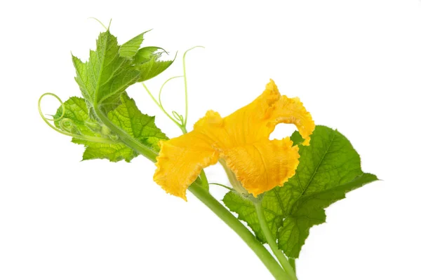 Flowers Leaves Pumpkin White Isolated Background Backlight Agricultural Products Copy — Stock Photo, Image