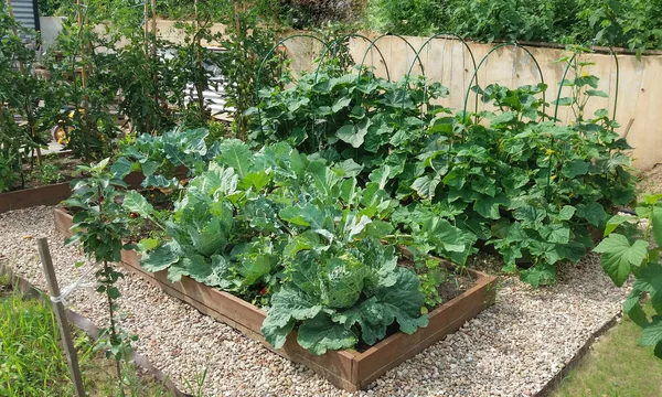 Vegetable beds with cabbages, cucumbers, tomatoes in a vegetable garden equipped according to the principle of organic farming. High wooden beds with vegetables and stone chips between them