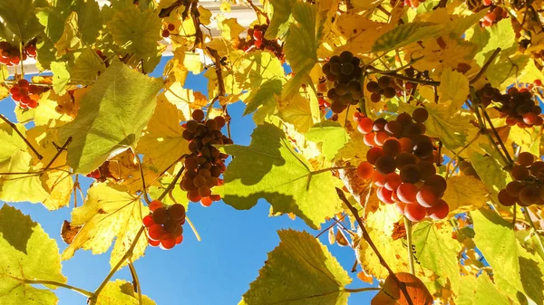 The sort of pink table grapes with yellow leaves on a background of autumn blue sky