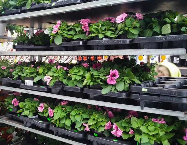 花园市场衣架上的紫色级联 Petunias — 图库照片