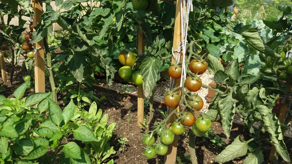 Cama Verduras Con Tomates Huerto Equipado Acuerdo Con Principio Agricultura — Foto de Stock