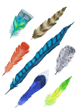 Parlak renkli sulu boya boyalı kuş tüyleri beyaz zemin üzerine izole büyük bir set. Sülün, cennet kuşu, papağan, hawk tüyleri.