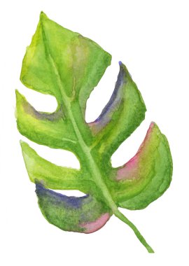 Beyaz arka planda tropikal Monstera yaprak bir suluboya Illustration