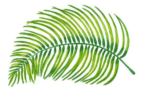 Een Aquarel Illustratie Van Een Tropisch Palmblad Geïsoleerd Een Witte — Stockfoto