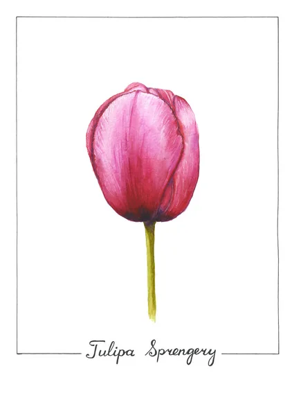 Botanische Aquarell Illustration Der Tulpenblüte Isoliert Auf Weißem Hintergrund Rosa — Stockfoto