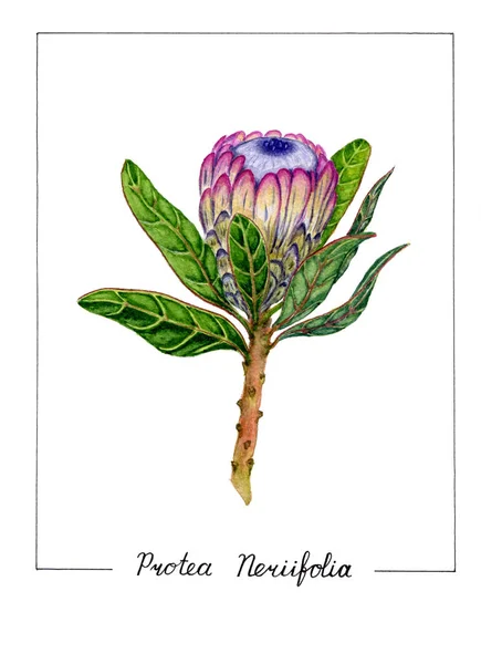 Botanische Aquarell Illustration Der Protea Blume Isoliert Auf Weißem Hintergrund — Stockfoto