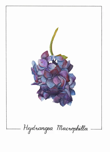 Botanische Aquarell Illustration Der Hortensienblüte Isoliert Auf Weißem Hintergrund Üppiger — Stockfoto