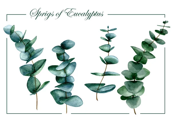 Eukalyptuszweige Satz von Aquarellbildern isoliert auf weißem Hintergrund — Stockfoto