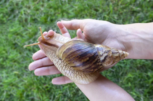 Domestic giant African Akhatina snail in the hands of a little girl against a green lawn — Stock Photo, Image