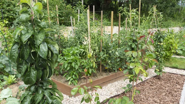 High vegetable beds with wooden sides and paths of pine bark and and gravel. Growing tomatoes, cucumbers, peppers, cabbage on the principle of organic farming