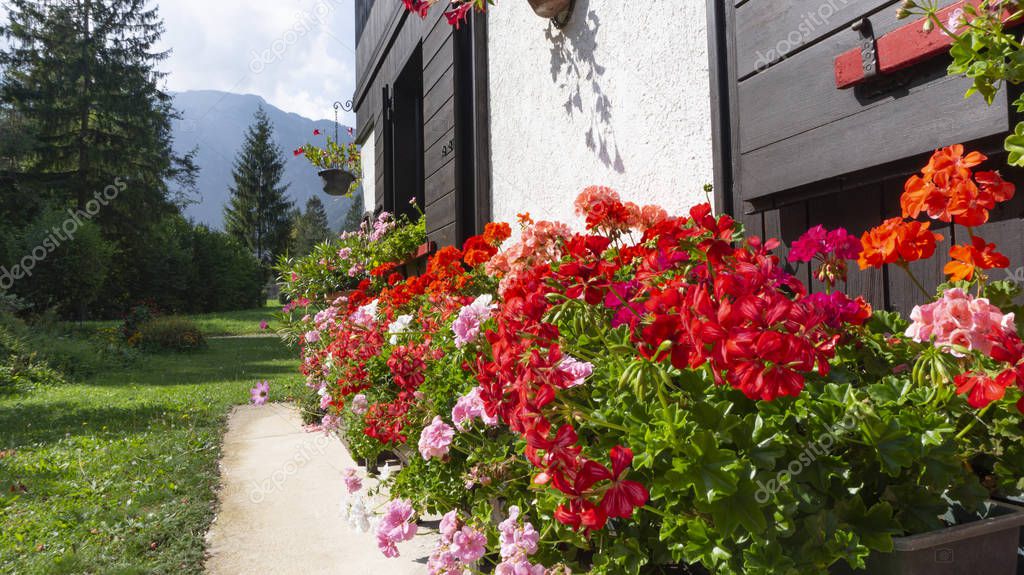 Multicolor red scarlet pink lilac geranium plants bloom magnificently under the wooden windows of a chalet in the Alps mountains in a village in Italy on a sunny summer day