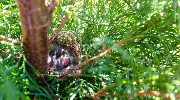 Recently hatched chicks of a flycatcher are sleeping in a nest, entwined in the branches of a thuja in the garden, waiting for a mother a bird. Blind chicks in gray fluff sleeping in a nest in the sun