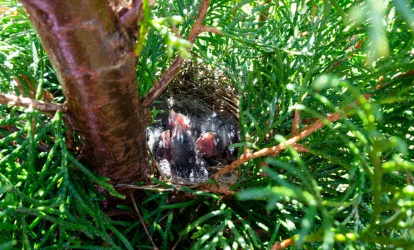 Lindos Polluelos Recién Nacidos Pájaro Volador Espiado Están Durmiendo Nido — Foto de Stock