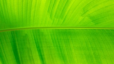 Büyük damarlı muz yaprağı dokusu. Yeşil tropikal yaz arkaplanı ve muz yaprağı fotokopi alanına yakın çekim. Masaj salonu ve kuaför için tropik tasarım şablonu.