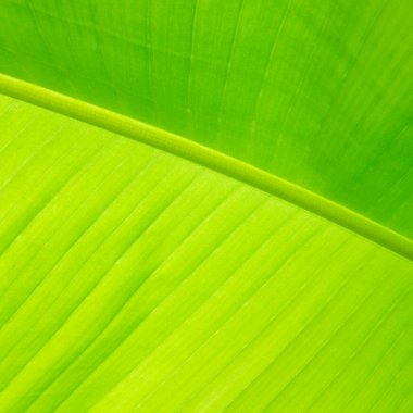 Duvar kağıdı ve reklam pankartları için muz yaprakları yakın plan orijinal tropikal arka plan. Muz yaprağı dokusu. Tropik tasarım şablonu. Kopyalama alanı olan egzotik yaz arkaplanı.