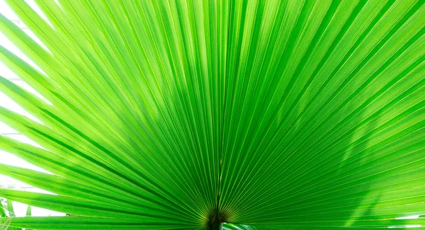 Green tropical leaf in the shape of a fan. Washingtonia palm tree leaf closeup with place for text. Tropical design template for advertising banners, invitations, summer discounts and sales.