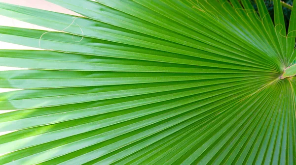Φωτεινό Πράσινο Πλισέ Φύλλα Φοίνικα Washingtonia Closeup Θέση Για Κείμενο — Φωτογραφία Αρχείου