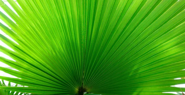 Huge Tropical Leaf Washingtonia Palm Tree Closeup Copy Space Exotic — Stock Photo, Image
