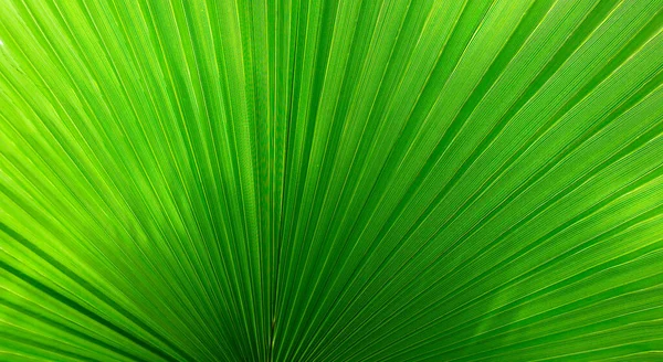 Όμορφο Εξωτικό Φόντο Ένα Πράσινο Φοινικόδεντρο Washingtonia Πλισέ Φύλλο Tropical — Φωτογραφία Αρχείου
